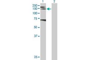 Western Blot analysis of RET expression in transfected 293T cell line by RET MaxPab polyclonal antibody. (Ret Proto-Oncogene antibody  (AA 1-1072))