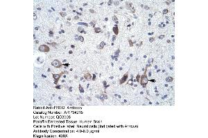 Human Brain (NCS1 antibody  (N-Term))