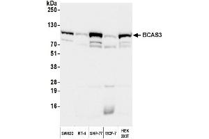 Western Blotting (WB) image for anti-Breast Carcinoma Amplified Sequence 3 (BCAS3) (C-Term) antibody (ABIN7453844) (BCAS3 antibody  (C-Term))