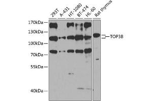 Western blot analysis of extracts of various cell lines, using TOP3B antibody (ABIN6132731, ABIN6149394, ABIN6149395 and ABIN6224540) at 1:1000 dilution. (TOP3B antibody  (AA 1-270))