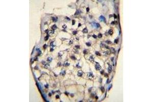 Immunohistochemistry analysis in formalin fixed and paraffin embedded human testis tissue reacted with ODF3 Antibody (C-term) followed by peroxidase conjugation of the secondary antibody and DAB staining. (ODF3 antibody  (C-Term))