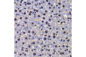 Immunohistochemistry of paraffin-embedded mouse liver using FIP1L1 antibody (ABIN5974293) at dilution of 1/100 (40x lens).