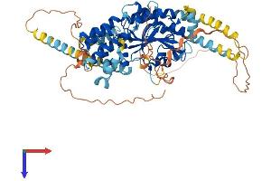 AlphaFold protein structure predicition of Human Recombinant TMCO4 Protein, UniprotID Q5TGY1 (TMCO4 Protein (AA 1-634) (His tag))