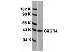 Western Blotting (WB) image for anti-Chemokine (C-X-C Motif) Receptor 4 (CXCR4) (Extracellular Loop) antibody (ABIN1030841) (CXCR4 antibody  (Extracellular Loop))