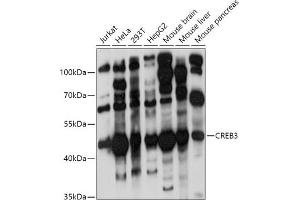 Western blot analysis of extracts of various cell lines, using CREB3 antibody (ABIN6128862, ABIN6139013, ABIN6139015 and ABIN6222241) at 1:1000 dilution. (CREB3 antibody  (AA 1-230))