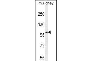 GRIA4 Antibody (Center) (ABIN654681 and ABIN2844375) western blot analysis in mouse kidney tissue lysates (35 μg/lane). (GRIA4 antibody  (AA 259-287))