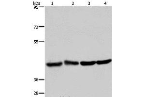 Western Blot analysis of Human fetal liver and brain tissue, 293T and Hela cell using DRG1 Polyclonal Antibody at dilution of 1:350
