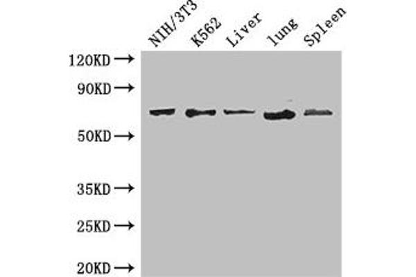 IL23R anticorps  (AA 15-125)