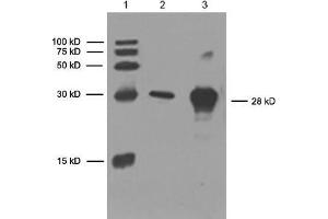 Lane 1: 6x His Protein Ladder. (His Tag antibody)