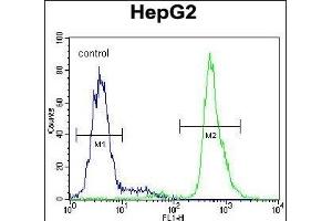 SERPINI1 Antibody (N-term) (ABIN654346 and ABIN2844114) flow cytometric analysis of HepG2 cells (right histogram) compared to a negative control cell (left histogram). (Neuroserpin antibody  (N-Term))