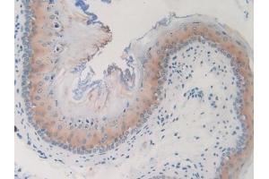 Immunohistochemistry (IHC) image for anti-Guanine Nucleotide Binding Protein (G Protein), gamma 8 (GNG8) (AA 1-70) antibody (ABIN7443329)
