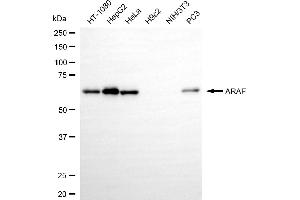 Western blotting analysis using ARAF antibody (ABIN7800798). (Recombinant ARAF antibody)