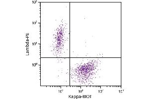 CD19+ human B-lymphocytes were stained with Goat F(ab’)2 Anti-Human Kappa-BIOT and Goat F(ab’)2 Anti-Human Lambda, Mouse ads-PE. (Goat anti-Human Immunoglobulin kappa Chain Complex (Igk) (Chain kappa) Antibody (Biotin))