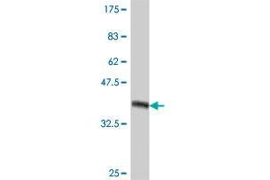 Western Blot detection against Immunogen (36. (CRX antibody  (AA 1-95))