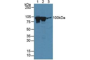 Figure. (Dynamin 1 antibody  (AA 572-745))