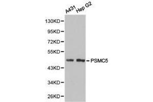 Western Blotting (WB) image for anti-Proteasome (Prosome, Macropain) 26S Subunit, ATPase, 5 (PSMC5) antibody (ABIN1874386) (PSMC5 antibody)