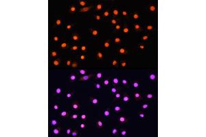 Immunofluorescence (IF) image for anti-K(lysine) Acetyltransferase 2A (KAT2A) (AA 1-100) antibody (ABIN1679964)