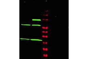 Western blot using Affinity Purified anti-MAD2L1 antibody shows detection of a predominant band at ~24 kDa corresponding to MAD2L1 (arrowhead) present in Jurkat (lane 1) and HeLa (lane 2) whole cell lysates using the 800 nm channel (green). (MAD2L1 antibody  (AA 3-13))