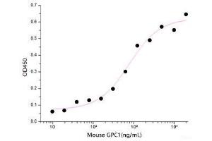 GPC1 Protein (His tag)