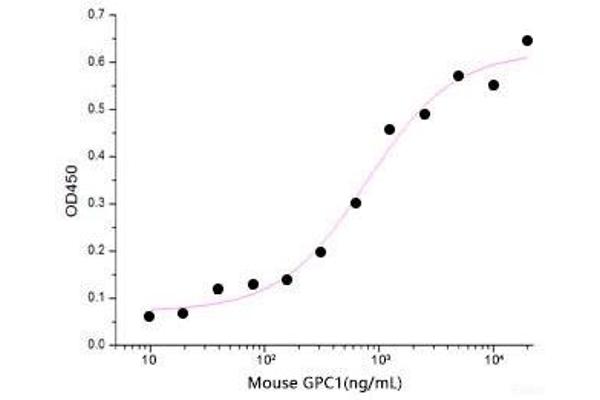GPC1 Protein (His tag)