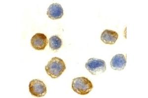 Immunohistochemistry (IHC) image for anti-Actin, beta (ACTB) (C-Term) antibody (ABIN1030290) (beta Actin antibody  (C-Term))