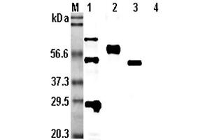 Western blot analysis using anti-CD137 (human), pAb  at 1:5,000 dilution. (CD137 antibody)
