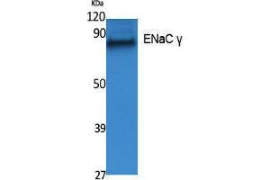 Western Blotting (WB) image for anti-Sodium Channel, Nonvoltage-Gated 1, gamma (SCNN1G) (Internal Region) antibody (ABIN3187601) (SCNN1G antibody  (Internal Region))