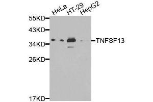 Western blot analysis of extracts of various cell lines, using TNFSF13 antibody. (TNFSF13 antibody  (AA 105-247))