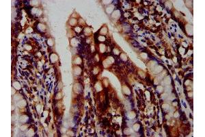 IHC image of ABIN7162338 diluted at 1:400 and staining in paraffin-embedded human small intestine tissue performed on a Leica BondTM system. (OTUD7B antibody  (AA 235-347))
