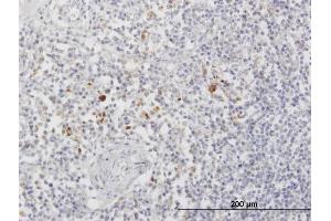 Immunoperoxidase of purified MaxPab antibody to ARSA on formalin-fixed paraffin-embedded human lymph node. (Arylsulfatase A antibody  (AA 1-507))