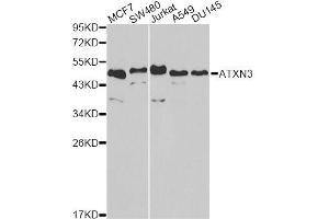 Western blot analysis of extracts of various cell lines, using ATXN3 antibody. (Ataxin 3 antibody)