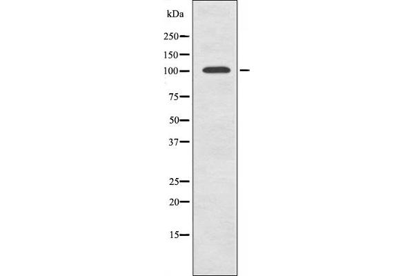 GTF3C2 Antikörper  (N-Term)