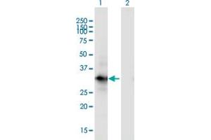 Western Blot analysis of MORG1 expression in transfected 293T cell line by MORG1 monoclonal antibody (M02), clone 4E12.