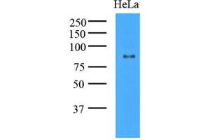 Western Blotting (WB) image for anti-K(lysine) Acetyltransferase 2A (KAT2A) (AA 411-837) antibody (ABIN487349) (KAT2A antibody  (AA 411-837))