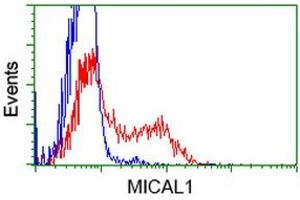 HEK293T cells transfected with either RC208308 overexpress plasmid (Red) or empty vector control plasmid (Blue) were immunostained by anti-MICAL1 antibody (ABIN2453289), and then analyzed by flow cytometry. (MICAL1 antibody)