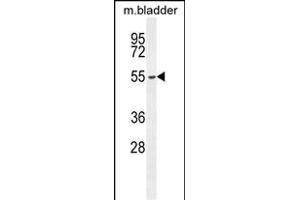 FBXW8 Antibody (Center) (ABIN654676 and ABIN2844371) western blot analysis in mouse bladder tissue lysates (35 μg/lane). (FBXW8 antibody  (AA 270-299))