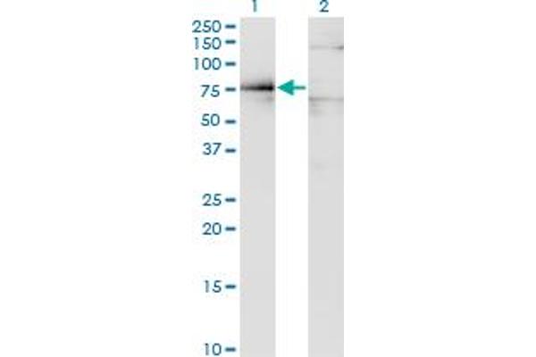 Dystrophin antibody  (AA 1-635)