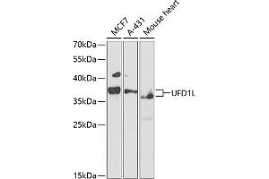 Western blot analysis of extracts of various cell lines, using UFD1L antibody (ABIN1683208, ABIN5664259, ABIN5664261 and ABIN6220174) at 1:1000 dilution. (UFD1L antibody  (AA 1-307))