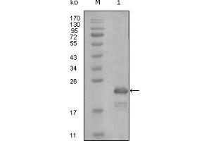 Western blot analysis using HAND1 mouse mAb against truncated Trx-HAND1 recombinant protein (1).