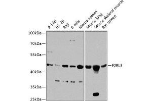 Western blot analysis of extracts of various cell lines, using F2RL3 antibody (ABIN6133491, ABIN6140408, ABIN6140409 and ABIN6224543) at 1:1000 dilution. (F2RL3 antibody  (AA 20-150))