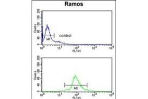 U2AF1 Antibody (Center ) (ABIN389305 and ABIN2839425) flow cytometry analysis of Ramos cells (bottom histogram) compared to a negative control cell (top histogram). (U2AF1 antibody  (AA 99-125))