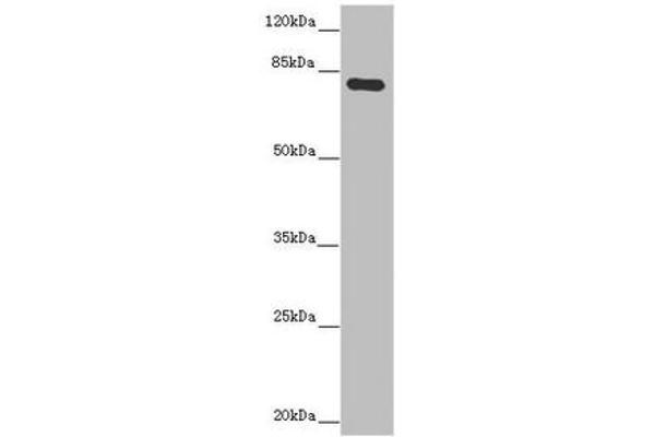 MOCS1 antibody  (AA 90-360)