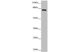 MOCS1 anticorps  (AA 90-360)