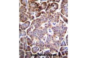 AQP12B Antibody (C-term) immunohistochemistry analysis in formalin fixed and paraffin embedded human pancreas tissue followed by peroxidase conjugation of the secondary antibody and DAB staining. (Aquaporin 12B antibody  (C-Term))