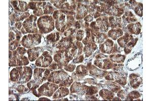Image no. 2 for anti-Cell Division Cycle 123 Homolog (CDC123) antibody (ABIN1497389) (CDC123 antibody)