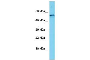 Host: Rabbit Target Name: Bmp5 Sample Type: Rat Brain lysates Antibody Dilution: 1. (BMP5 antibody  (C-Term))