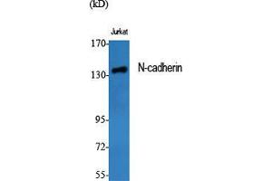 Western Blot (WB) analysis of specific cells using N-cadherin Polyclonal Antibody. (N-Cadherin antibody  (C-Term))