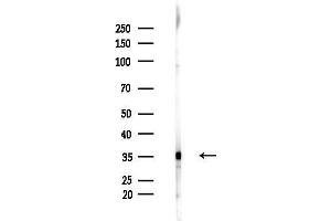 Western blot analysis of lysates from LoVo cells(heat-shock,45 min treatment), using PLSCR1 Antibody at 1/1000 dilution.