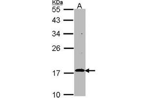 AP31130PU-N RGS17 antibody staining of HepG2 (Lane A) whole cell lysate (30 µg) at 1/1000 dilution, 12% SDS PAGE. (RGS17 antibody  (AA 148-160))