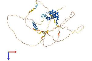 TGIF1 Protein (AA 1-401) (His tag)